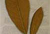 leaves-2